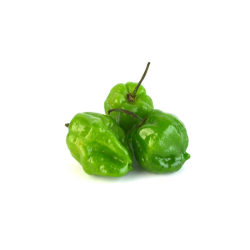 Chile habanero 5 piezas